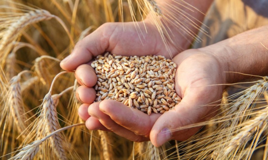Wheat Price1646920057