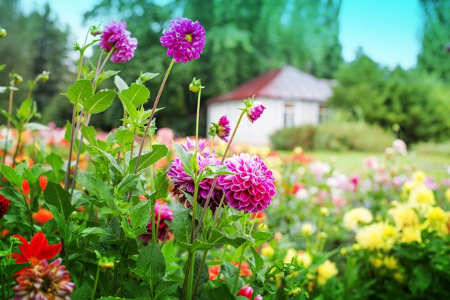 Garden Purple Flowers