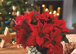 krishtlindje.luleeee