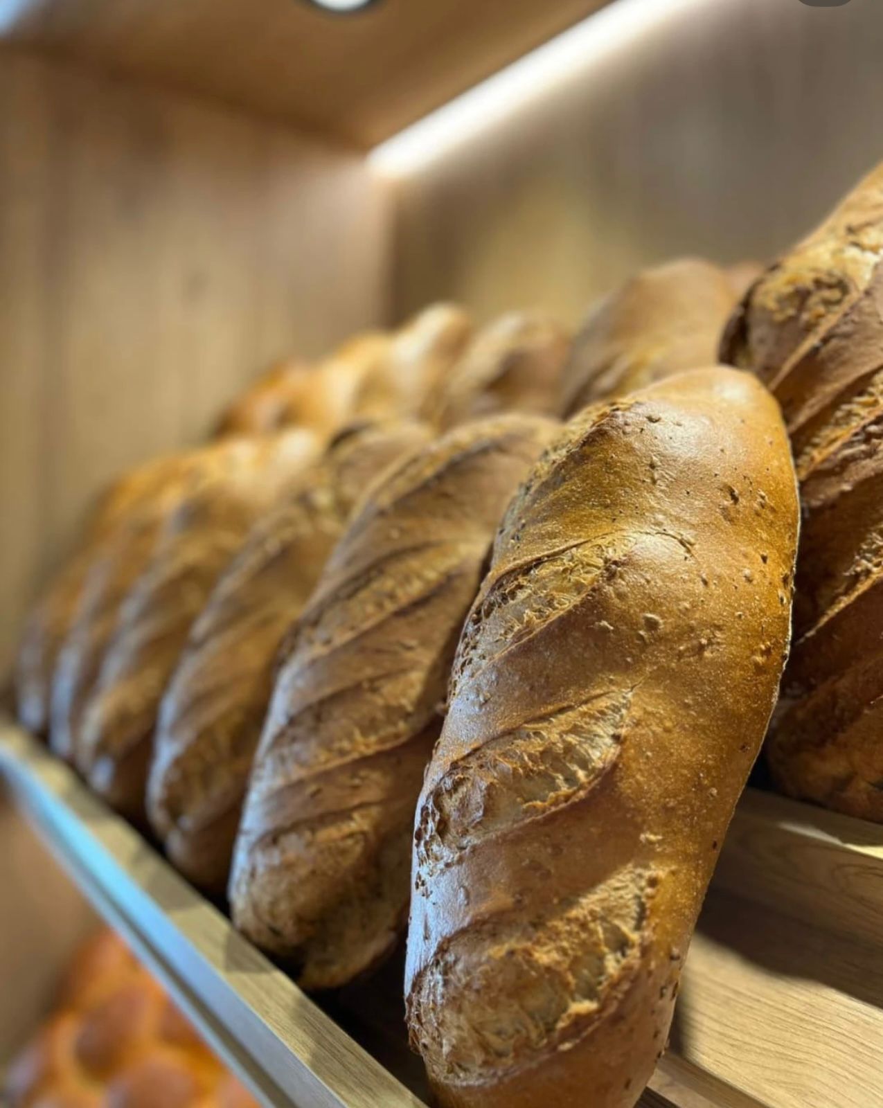 FURRE-BUKE-5KATESHI7