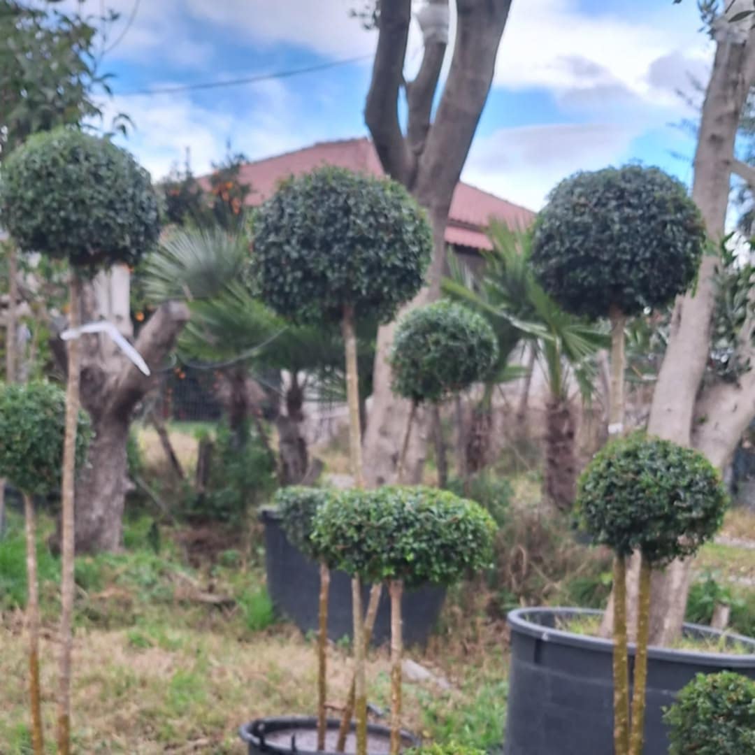 ______________________kOPSHTAR-PEME-NATYRALE-1