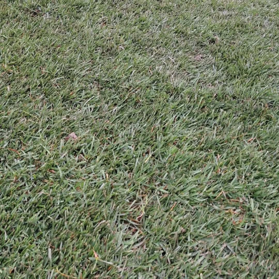 ______________________kOPSHTAR-PEME-NATYRALE-12