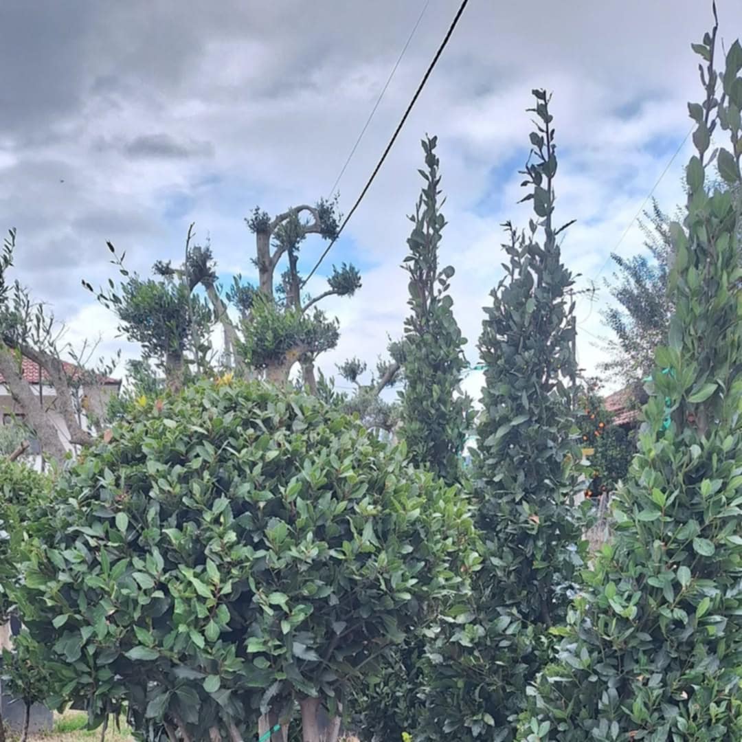 ______________________kOPSHTAR-PEME-NATYRALE-16