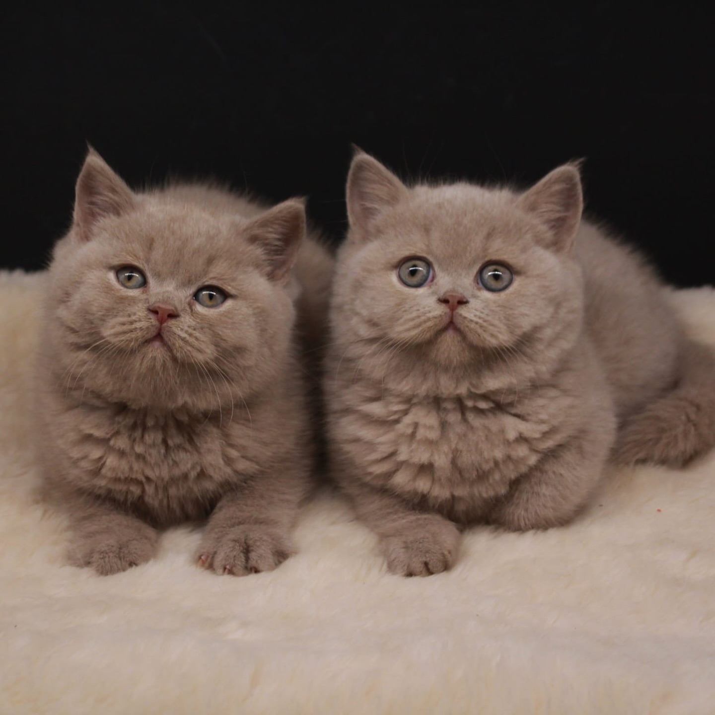 ____________________DYQAN-KAFSHESH-TIRANE-18