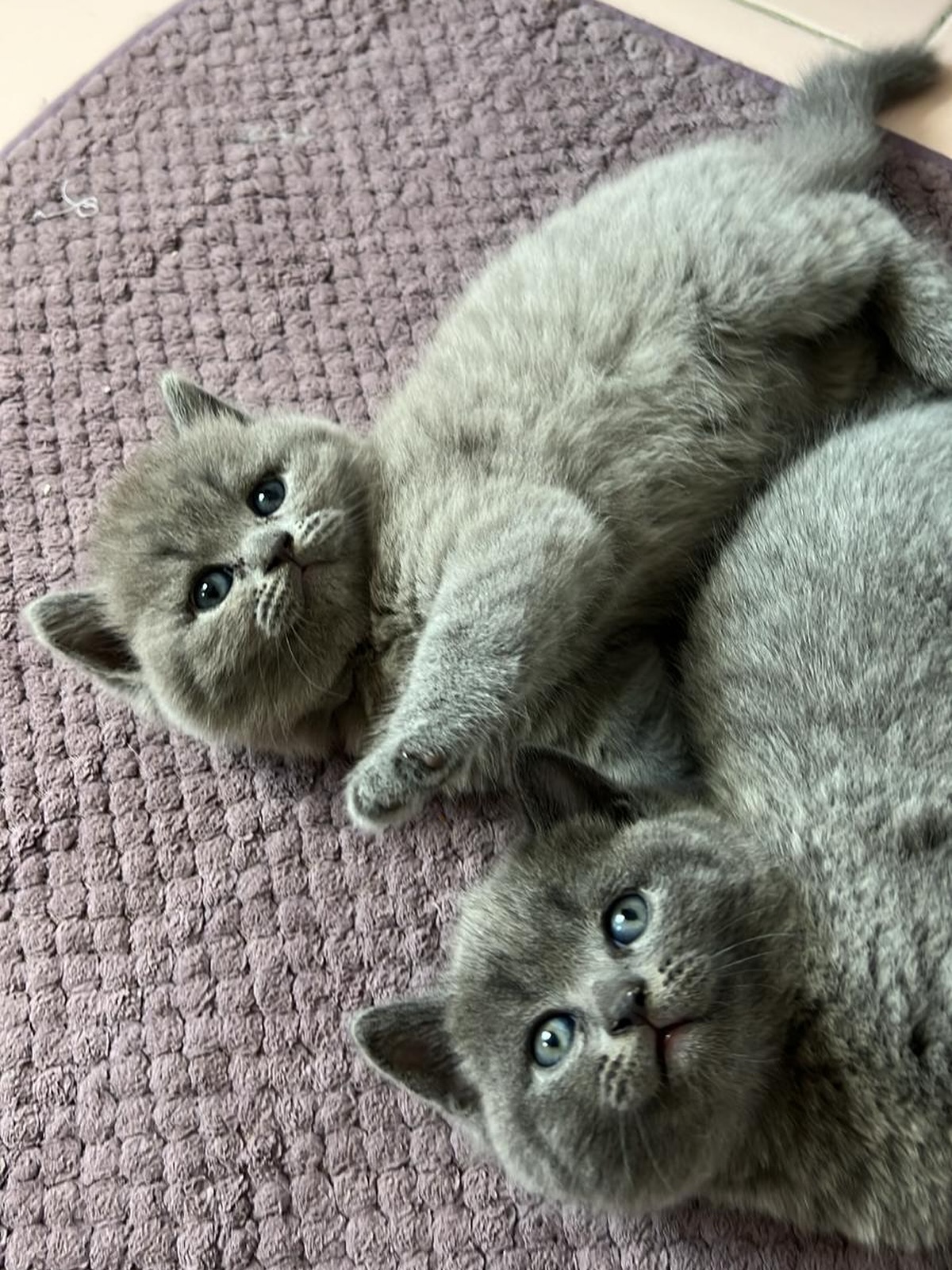 ____________________DYQAN-KAFSHESH-TIRANE-19