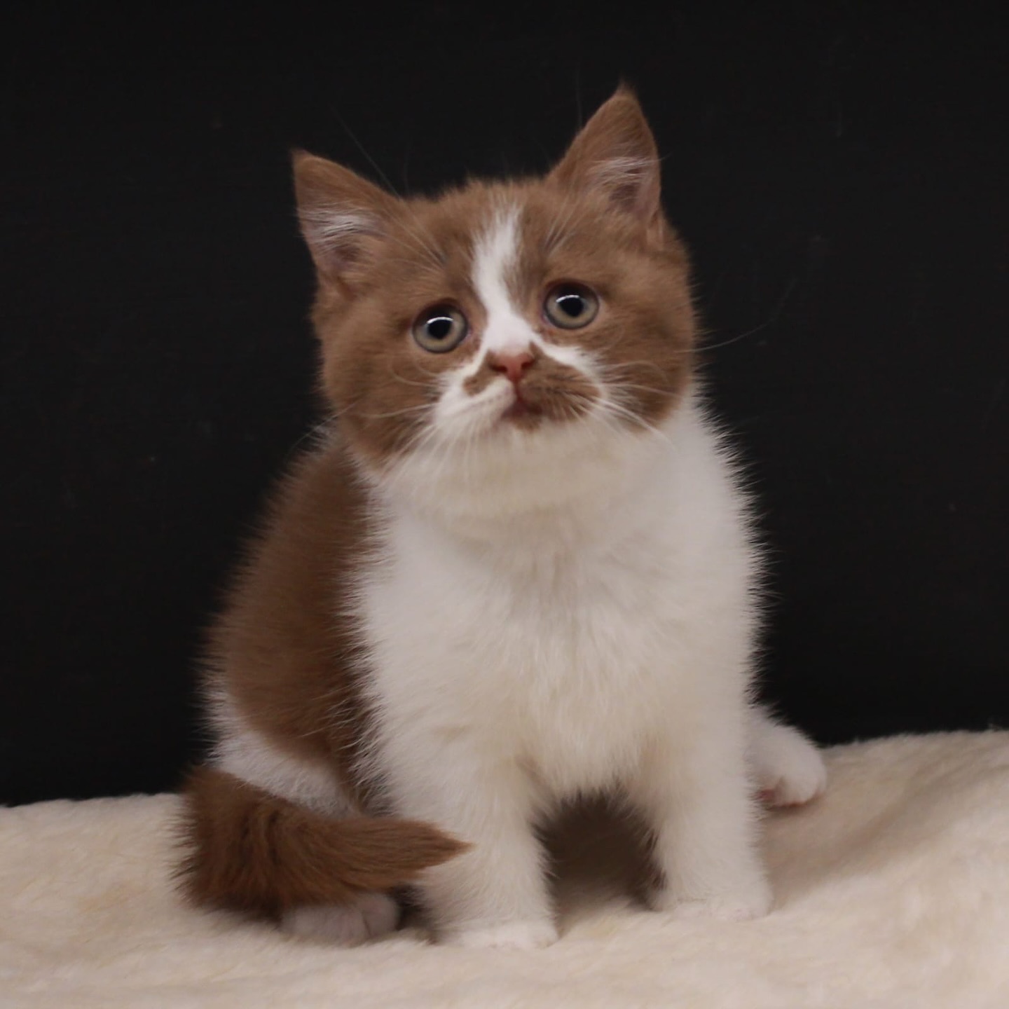 ____________________DYQAN-KAFSHESH-TIRANE-191