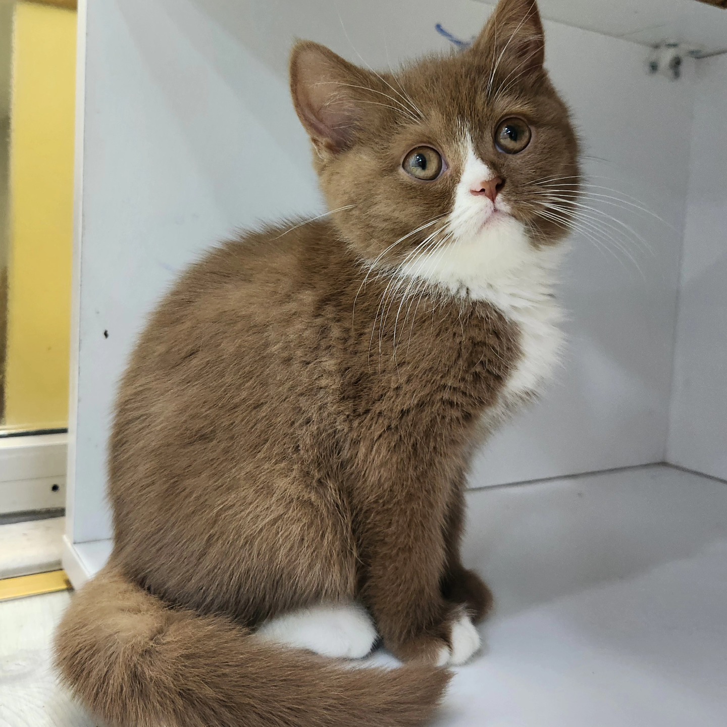 ____________________DYQAN-KAFSHESH-TIRANE-195