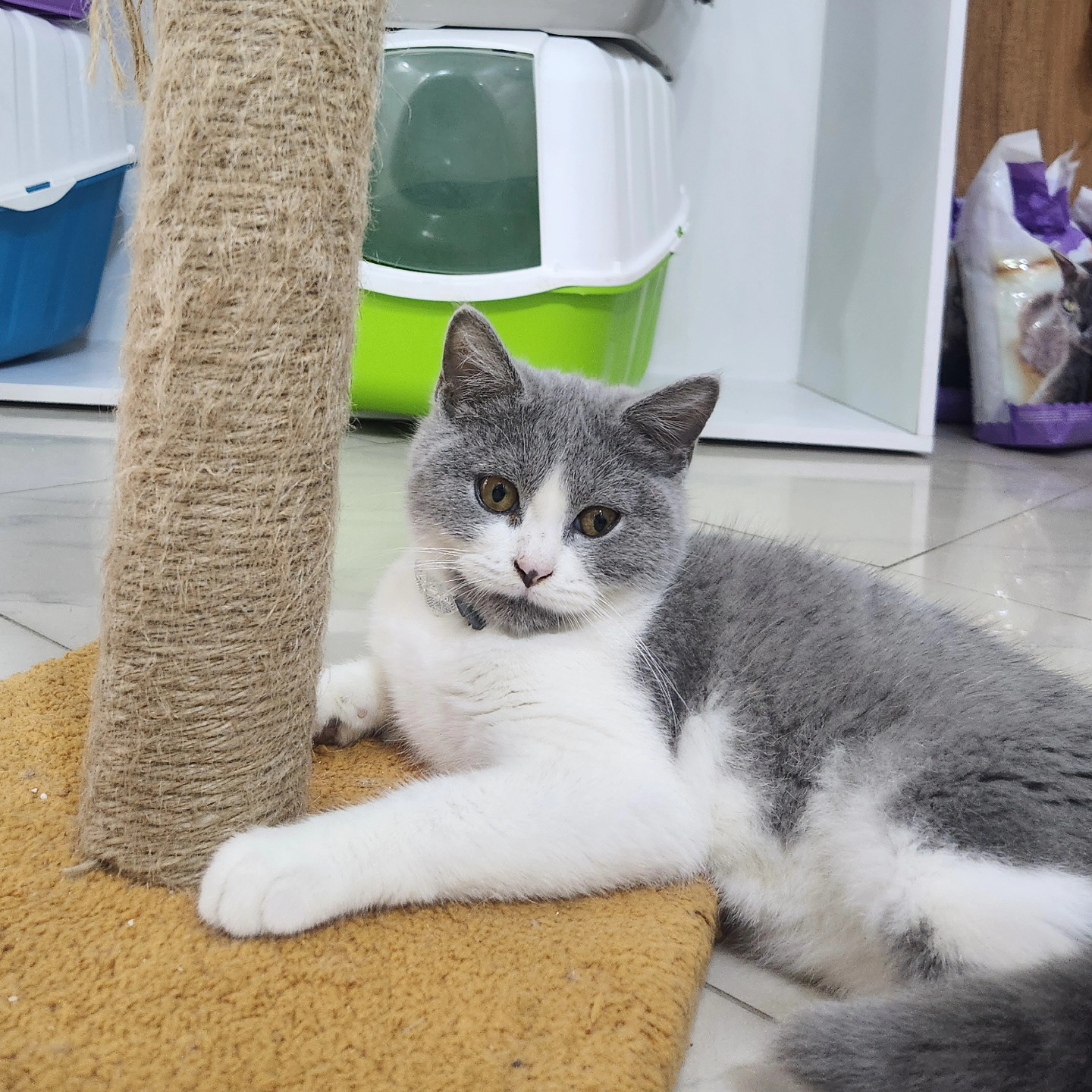 ____________________DYQAN-KAFSHESH-TIRANE-196