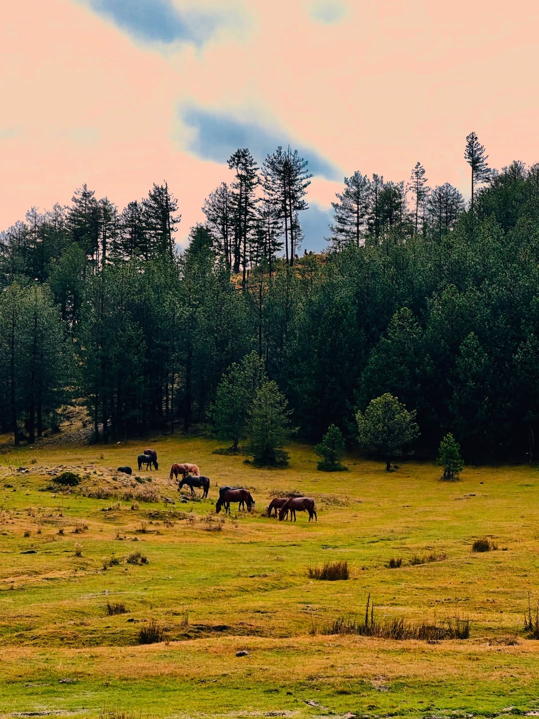 kamping-hotel-restorant-gramsh-14